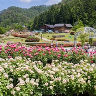 	～山形の花とフルーツを堪能～　東沢バラ公園、長井あやめ公園と寒河江さくらんぼ狩り